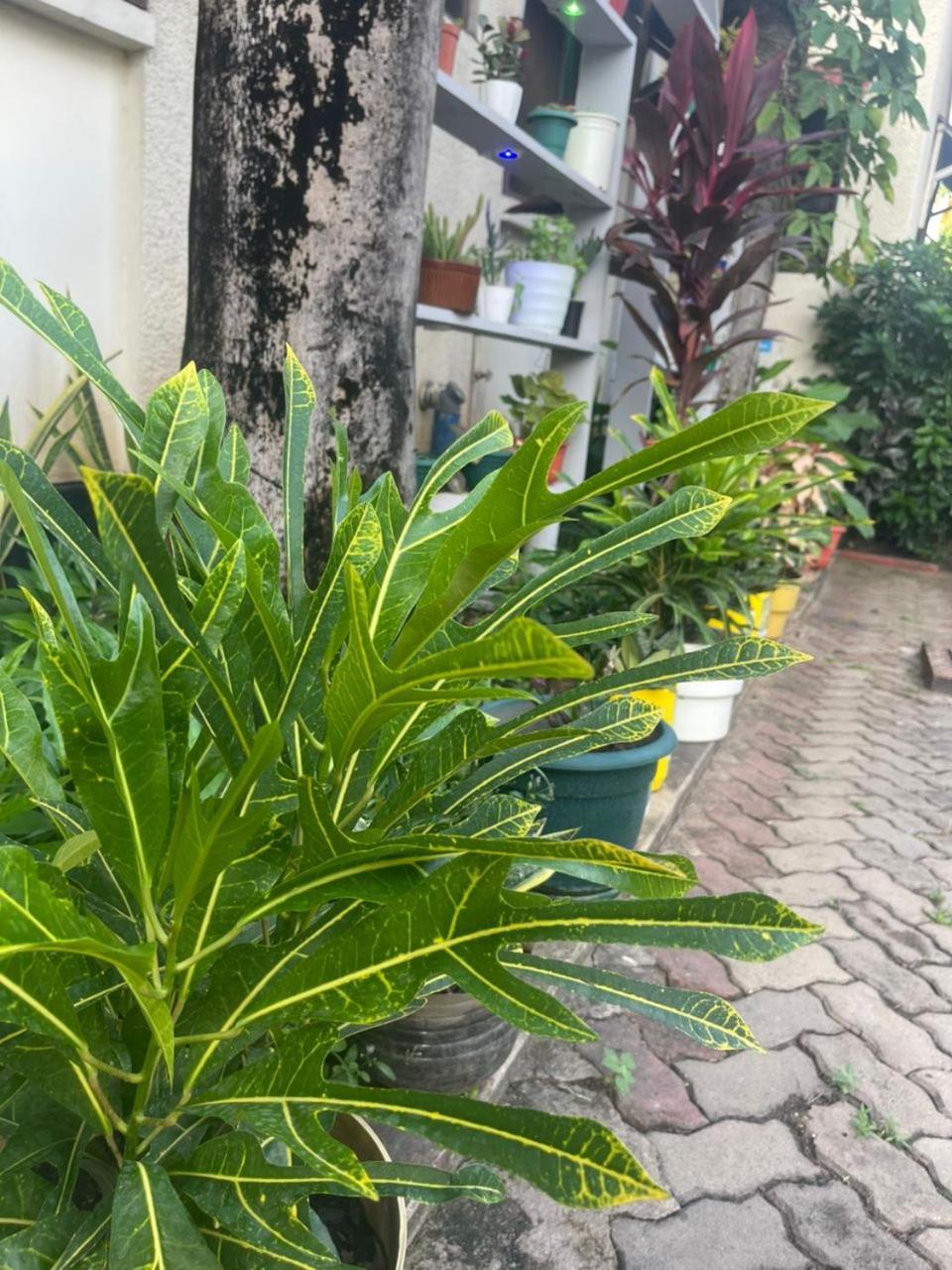 L&J Modern Backpackers Kinondoni Dar es Salaam Exterior foto